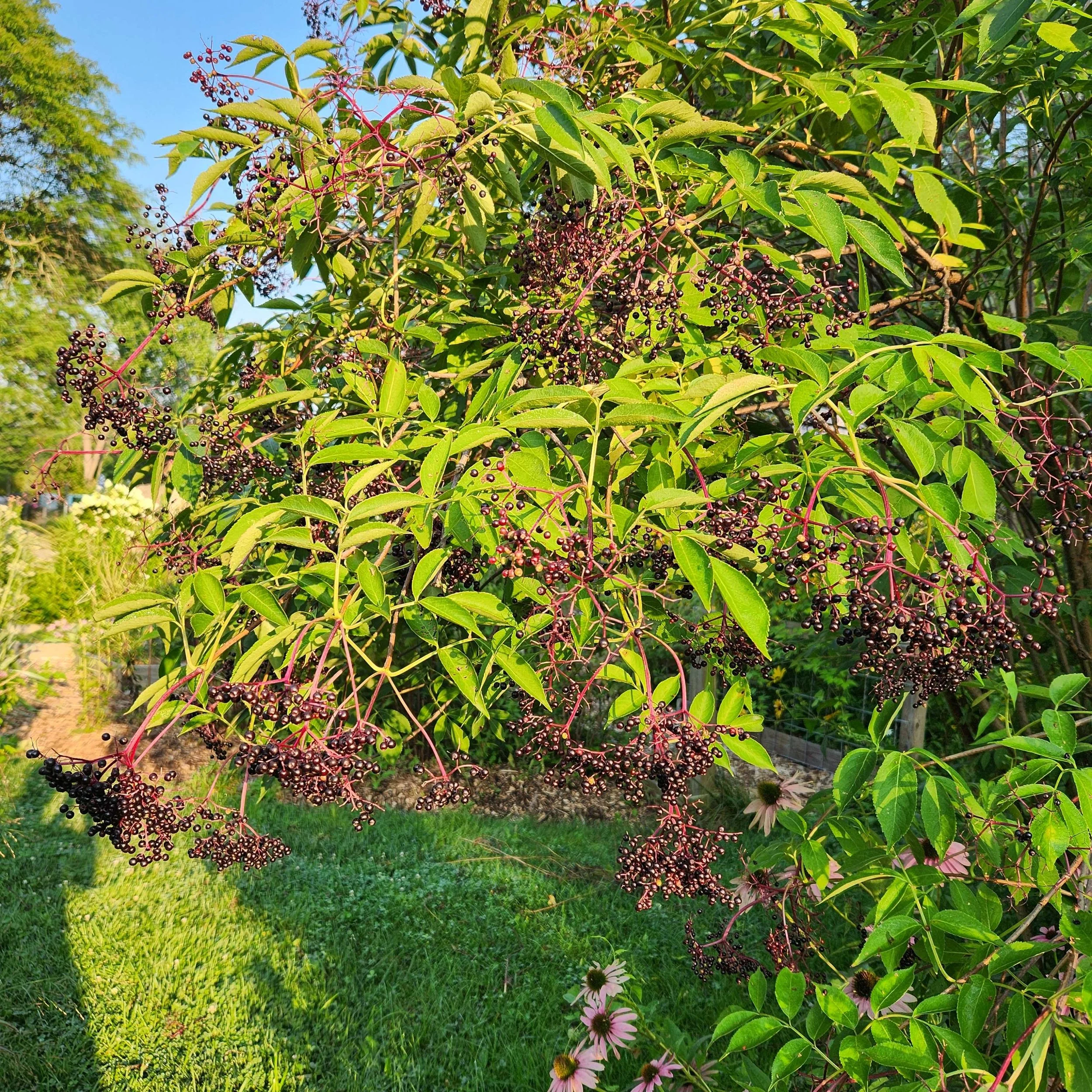 Sambucus canadensis — Detroit Abloom